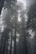 another picture of redwoods in the fog